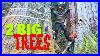 20-2-Huge-Cedar-Trees-Woodboss-Ca-01-iak