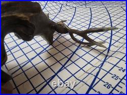 BIG SKY CARVERS Badlands Legend Mule Deer BY BRADFORD WILLIAMS 2003