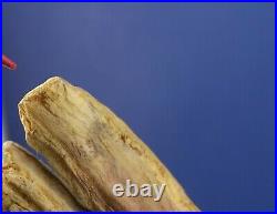BIG SKY CARVERS Masters Ed Woodcarving Life Size Pileated Woodpecker Numbered