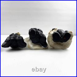 Big Sky Carvers Beartivity Bearfoots Nativity 7 Piece