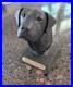 Big-Sky-Carvers-Birds-Comin-In-Labrador-Retriever-Sculpture-Bradford-Williams-01-hgf