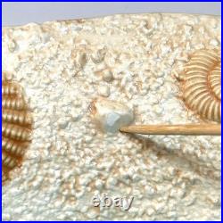 Big Sky Carvers Wave Tabletop Collection Sea Shell Bowl 12 In. Sand And Water