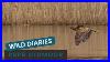 Elusive-Bittern-Marsh-Harriers-U0026-Bearded-Tits-Wildlife-Treasures-Of-Rspb-Old-Moor-01-lm