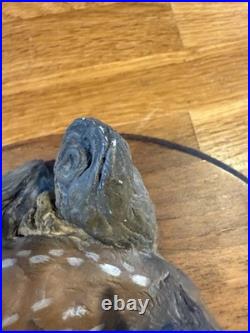 RARE BIG SKY Carvers Baby Elk Rocky Mountain Elk Foundation by Glenn Swanson